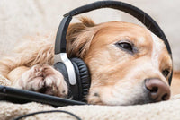 Soothing Your Senior Dog: Let Music Calm and Heal Your Aging Pet